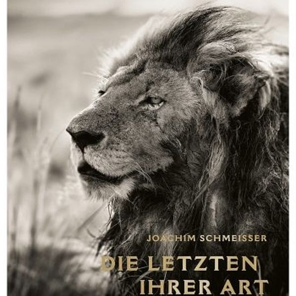 Buchcover von J. Schmeisser "Die Letzten ihrer Art". Schwarz-weiß Aufnahme eines Löwens 