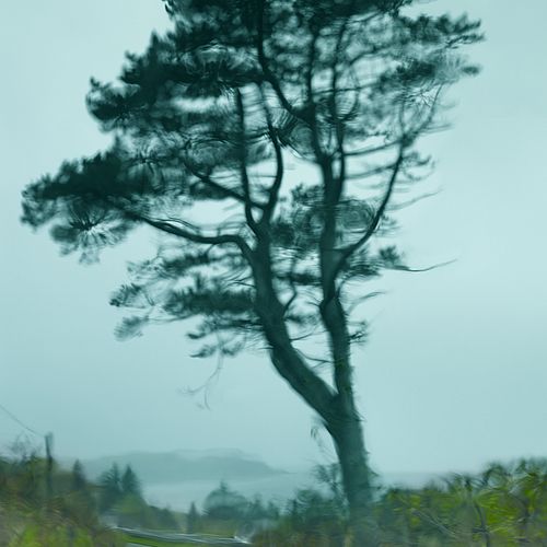Tree Through a Windshield & Rain, Isle of Skye, Scotland, 2013