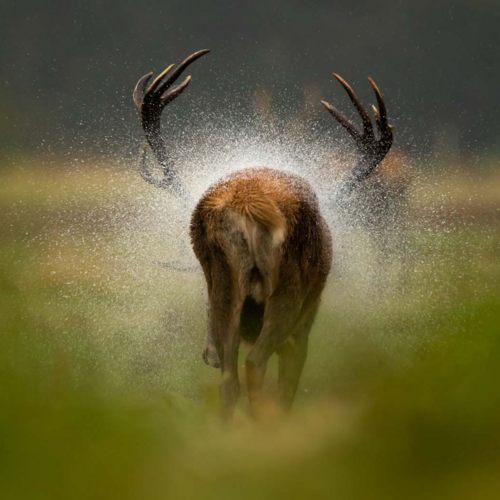 Rückseite eines Hirschs, der sich Regentropfen vom Fell schüttelt